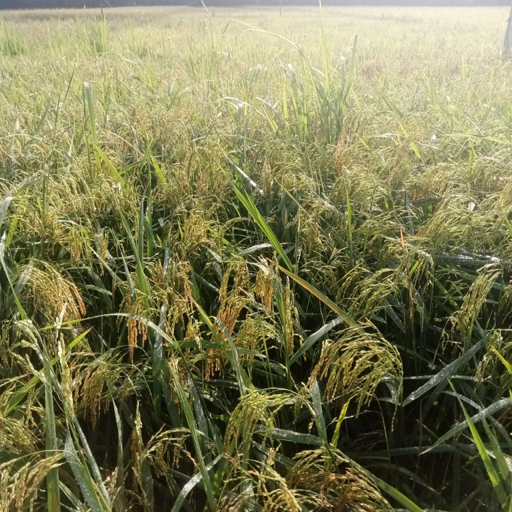 Desa Petani, Pusat Ketahanan Pangan