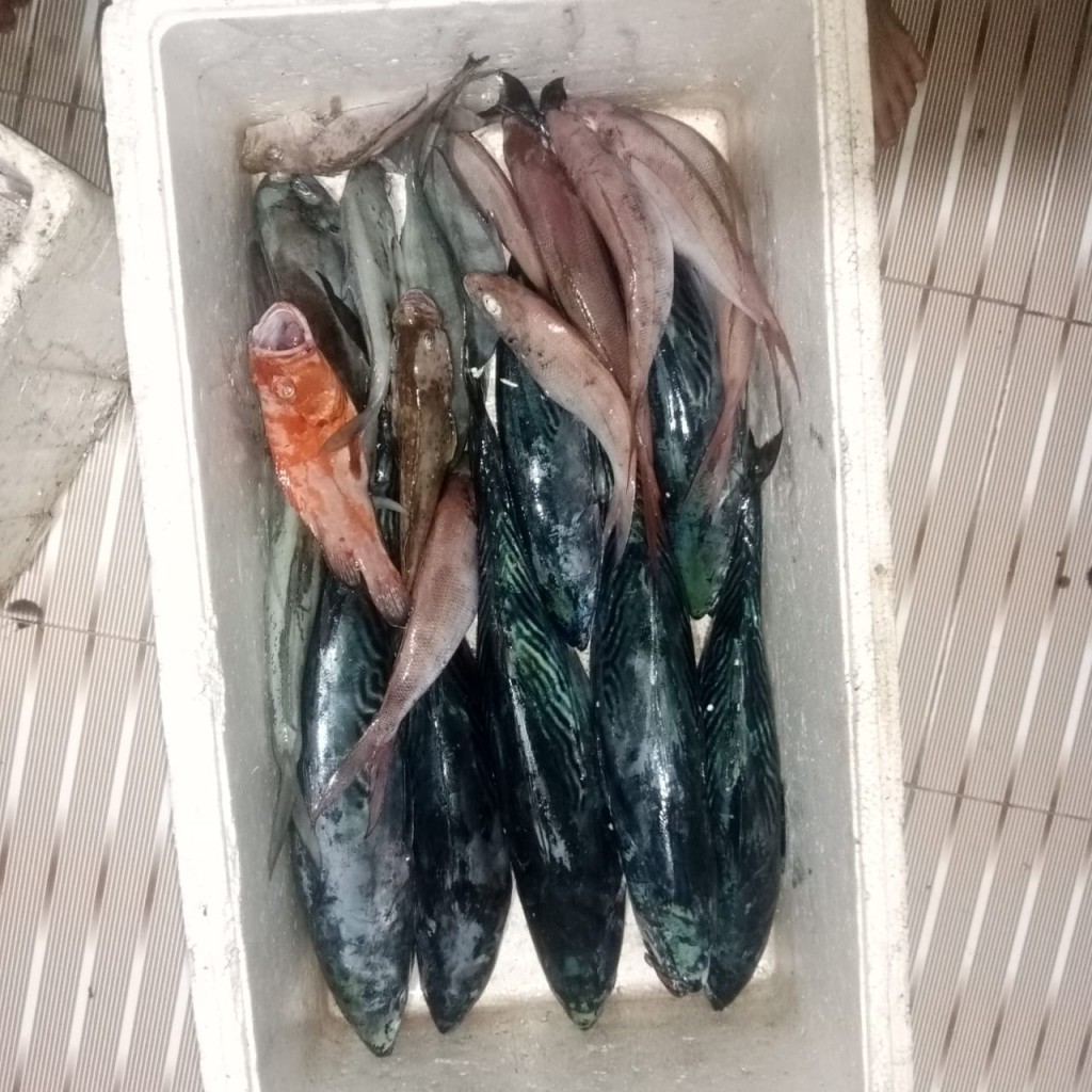 Tangkapan Ikan Segar dan Berlimpah Setiap Hari